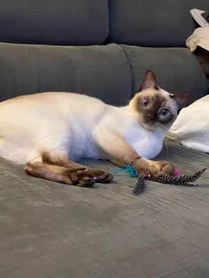 Tonkinese kedi yeni yuva arıyor