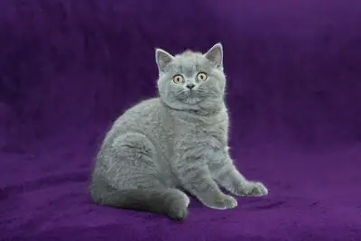 5 chatons  3 Males et 2 femelles de race Birtish Shortair