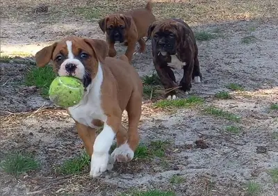 Encantador cachorro Boxer en busca de una familia cariñosa 632 000 221