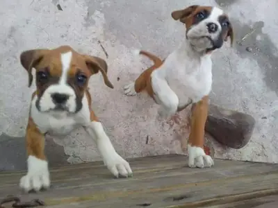 Hermoso cachorro Boxer listo para encontrar un hogar especial 632 000 221