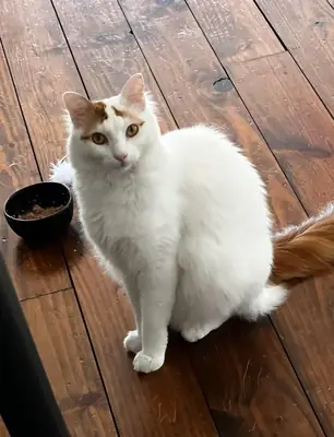 Turkish van cat used to apartment life
