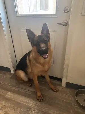 German shepherd used to daily routines