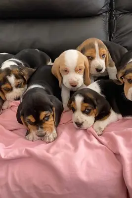可爱的比格犬幼犬准备找到一个充满爱的家 632 000 221