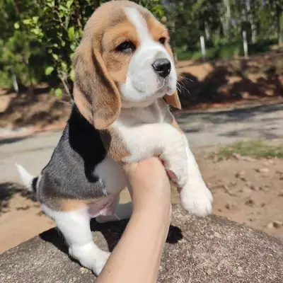 可爱的比格犬幼犬寻找特别的家庭 632 000 221