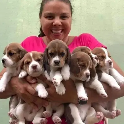 可爱的比格犬幼犬寻找温暖的家 632 000 221