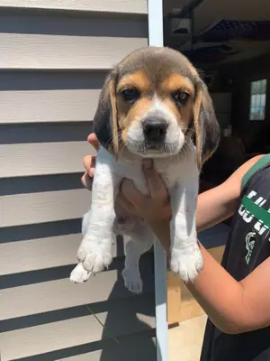 可爱的比格犬幼犬寻找充满爱的家 632 000 221