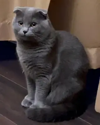 Scottish fold cat from a quiet home