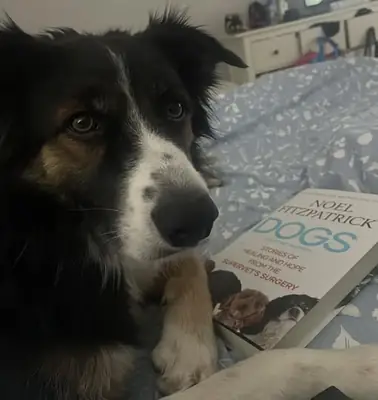 Border collie that enjoys outdoor activity