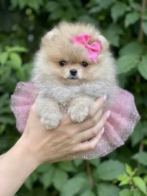 Healthy and Playful Pomeranian Puppies for Adoption