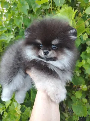 Cute and Friendly Pomeranian Puppies For Adoption