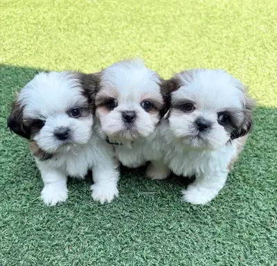 可爱的西施犬幼犬准备找到一个充满爱的家 632 000 221