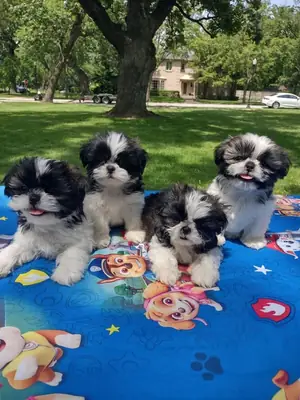 寻找温暖家庭的美丽西施犬幼犬 632 000 221