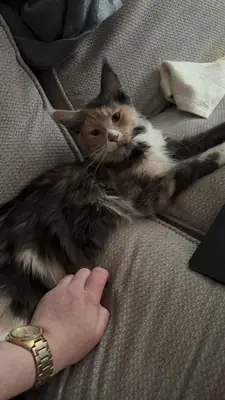 Maine coon habitué à la vie en appartement