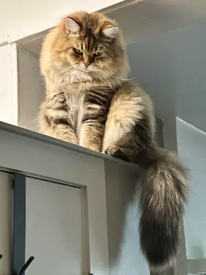 Chat sibérien calme cherche nouvelle famille