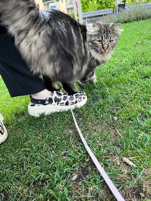 Chat des forêts norvégiennes habitué à la maison