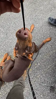 Doberman habitué à vivre avec une famille