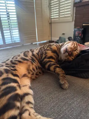 Chat bengal très curieux cherche nouveau foyer