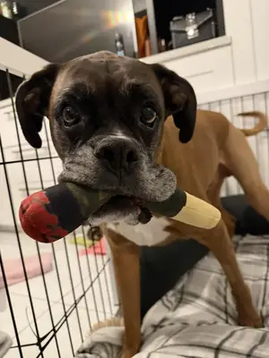 Boxer habitué aux promenades quotidiennes