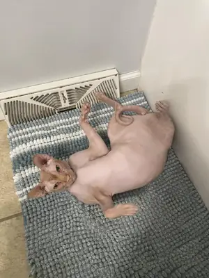 Chat sphynx très sociable cherche nouveau foyer