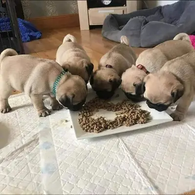 Cute male and female pug puppy ready 