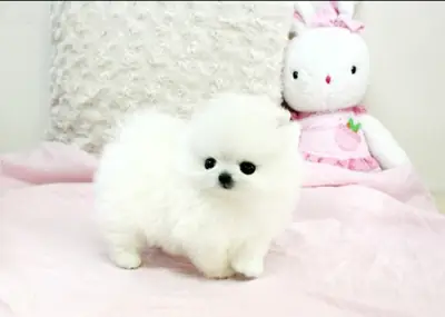 Lovely pomeranian puppy for adoption 