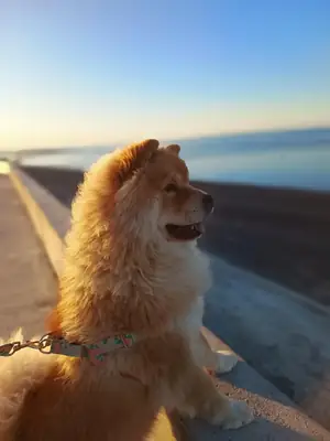 Chow chow acostumbrado a la vida tranquila