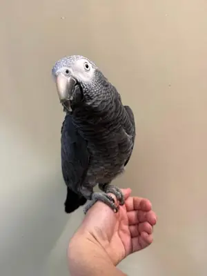 Aile ortamında büyütülmüş Amazon papağanı