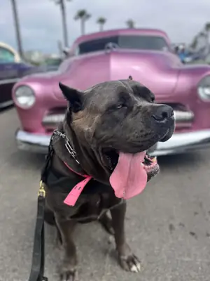 Cane corso acostumbrado a rutina diaria