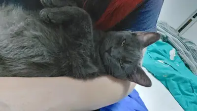 Gato russian blue muy observador