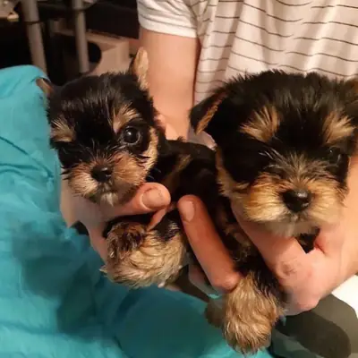 Tiny Yorkshire Terrier Pups