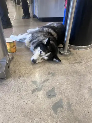 Husky que necesita más actividad diaria