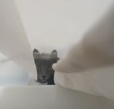 Gato chartreux acostumbrado a vida doméstica