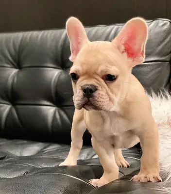 Encantadores cachorros de Bulldog Francés disponibles para buenos hogares