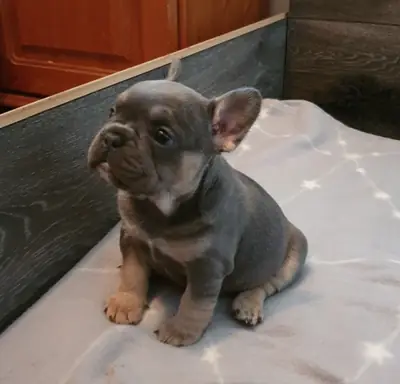 Superbes chiots Bulldog Français : trouvez votre nouveau compagnon