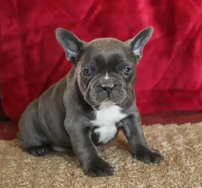 Superbes chiots Bulldog Français : compagnons merveilleux