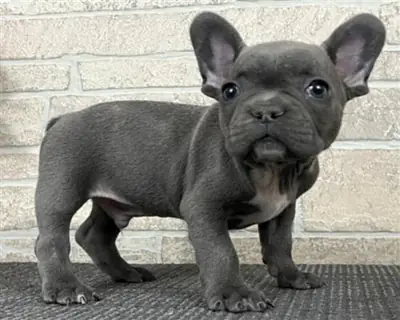  Hermosos cachorros de Bulldog Francés disponibles