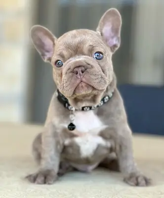 Chiot bulldog français