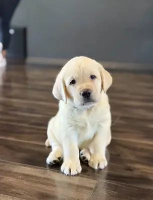 Beautiful male and female Labrador puppies to go now 