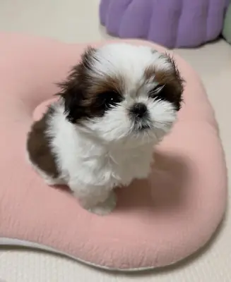 变换的狮子狗小狗，茶杯也可用