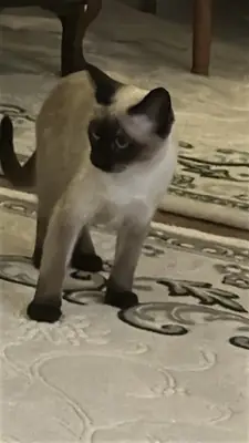 Je cherche un gendre pour ma fille.