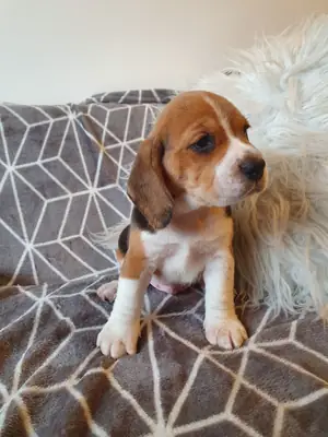 Chiots Beagle bien entraînés, prêts pour une livraison immédiate