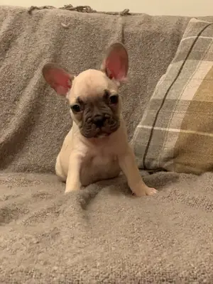 Chiots Bulldog Français