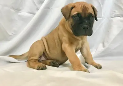 Chiots Bullmastiff disponibles à la vente