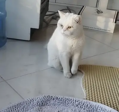 fille britannique blanche