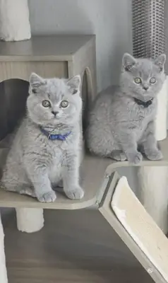 Sweet British Shorthair Kittens Looking for Forever Families