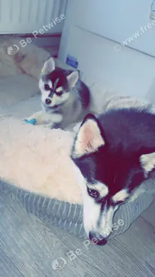 Cachorros Pomsky - listos para irse la próxima semana