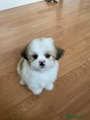 珍贵的拉萨犬幼犬