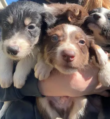 边境牧羊犬幼犬