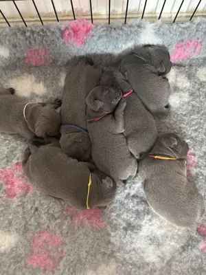Staffordshire Bull Terrier Yavruları (mavi renk)