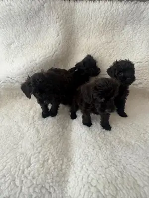 施努德犬幼犬